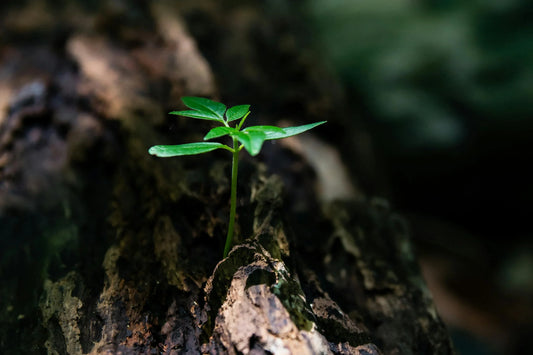 Che tipo di terreno piace alle piante? - Reencle Italia