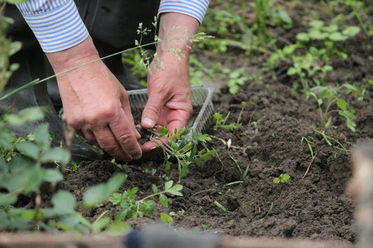 Compostaggio Senza Odori: Come Creare un Compost Perfetto - Reencle Italia