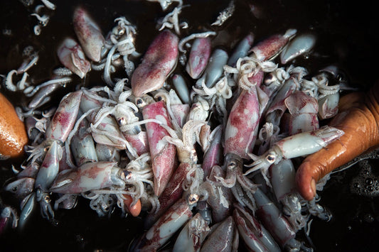 Posso compostare i Calamari? - Reencle Italia