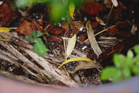 Il ruolo e l'uso del compost - Reencle Italia