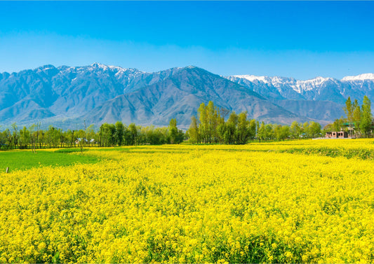 Le 10 Migliori Piante da Iniziare a Coltivare a Febbraio per un Giardino Primaverile Bellissimo - Reencle Italia