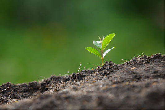 Le Migliori Piante da Aggiungere al Tuo Giardino a Marzo: Una Guida alla Piantagione Primaverile - Reencle Italia