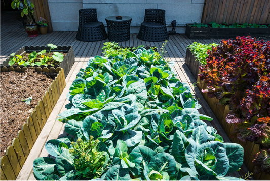 Le migliori piante da piantare ad agosto per un giardino bellissimo - Reencle Italia