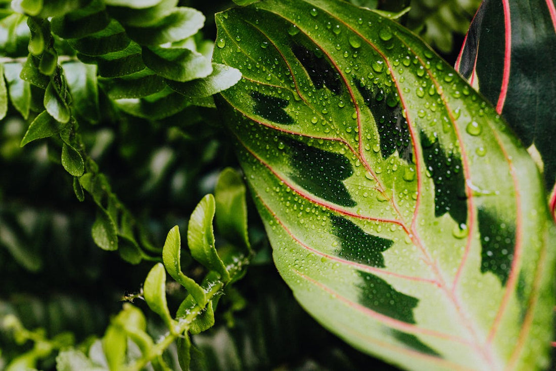 Come prendersi cura della Calathea: suggerimenti essenziali per una pianta in salute