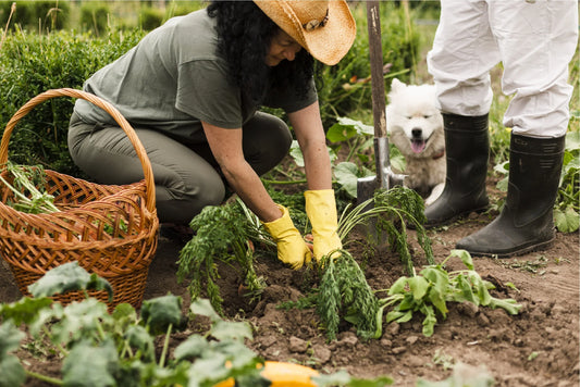Le 10 migliori piante da piantare a settembre per un bellissimo giardino autunnale - Reencle Italia