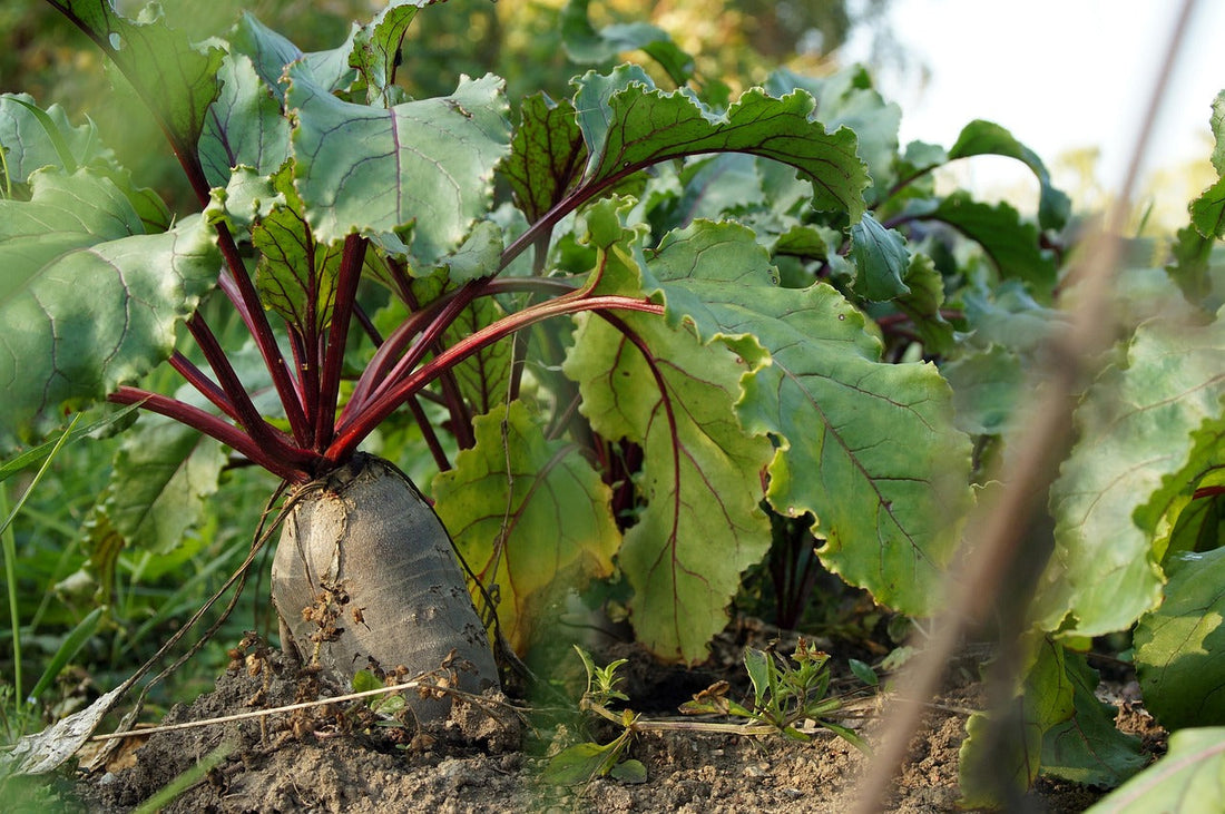 Perché Tutti Parlano di "Terreno Fertile"? Scopri i Segreti di un Suolo Sano 🌱
