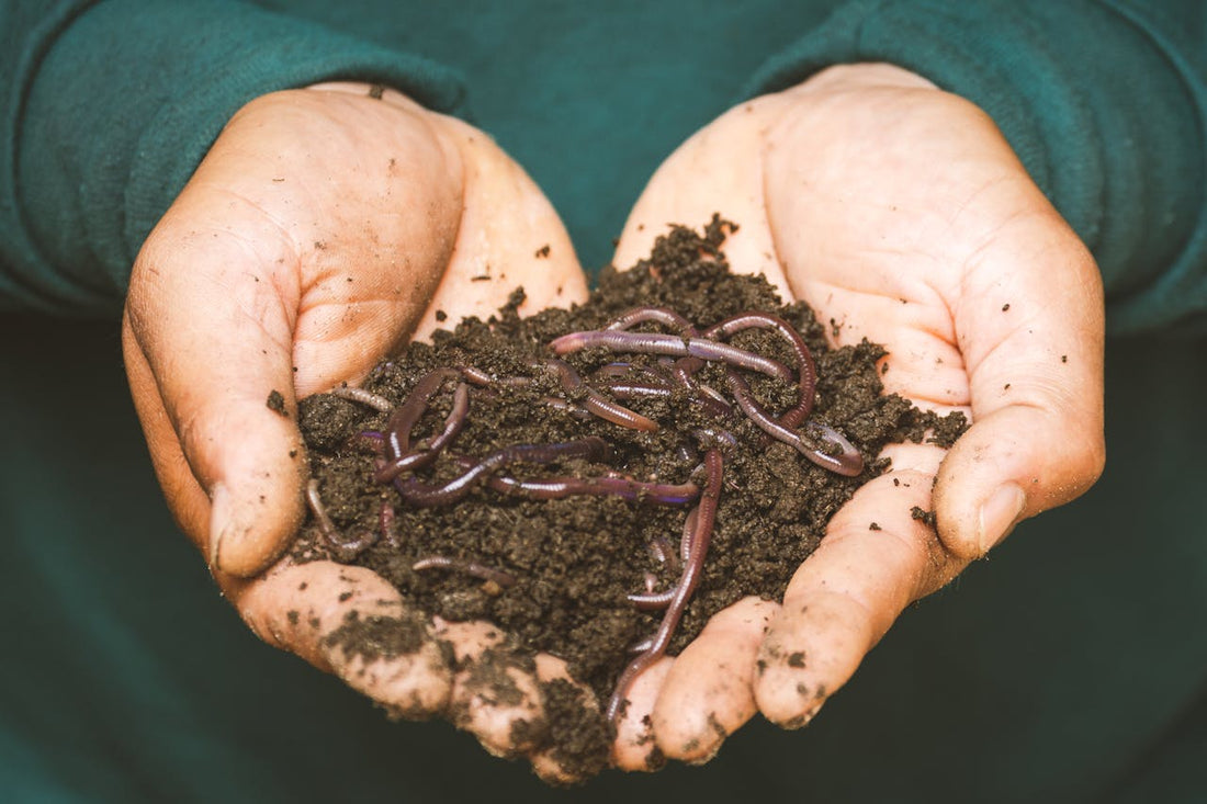 Problemi di vermicomposting in Appartamento