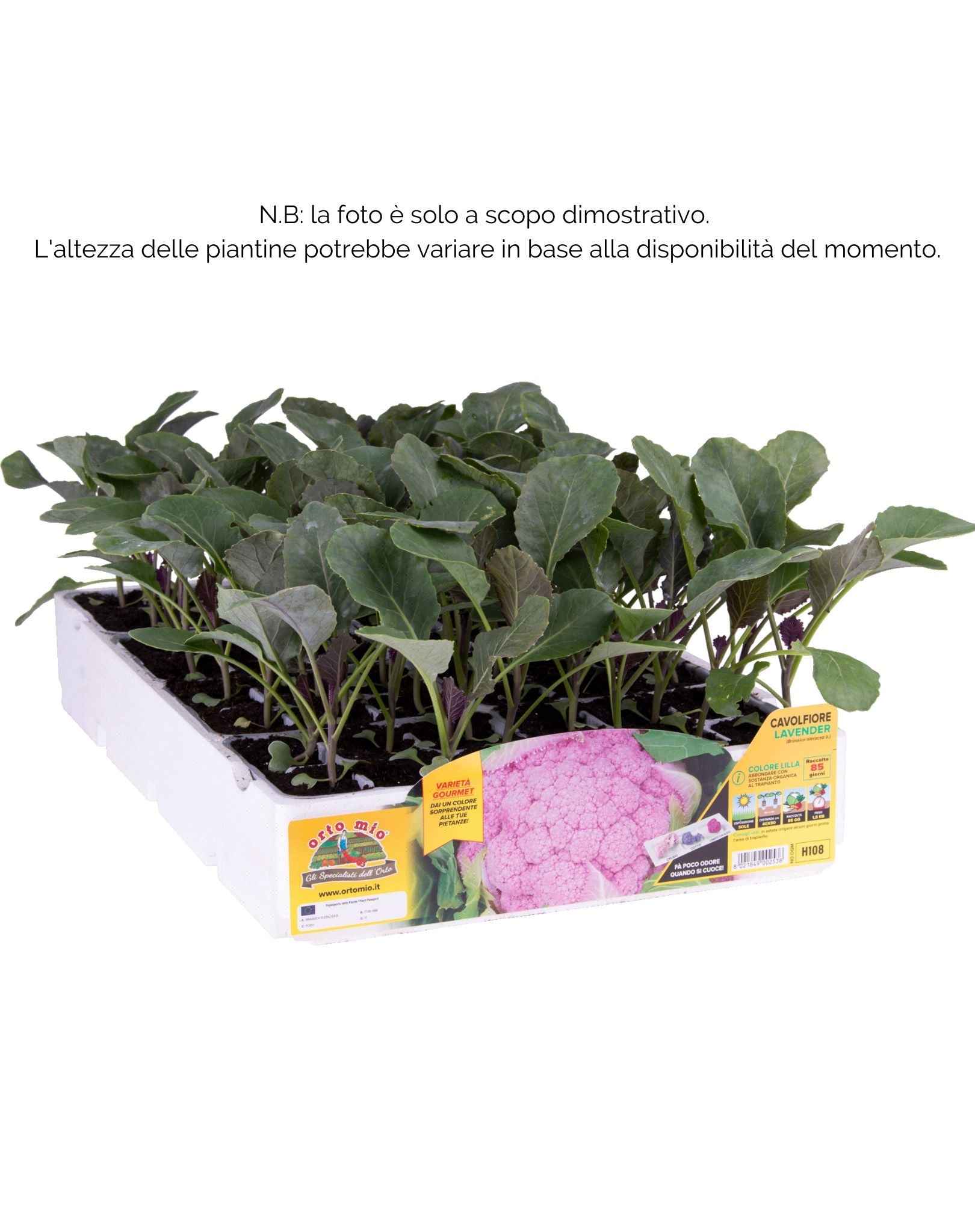 Cavolfiore lilla Lavender F1 - 6 piante - Orto Mio