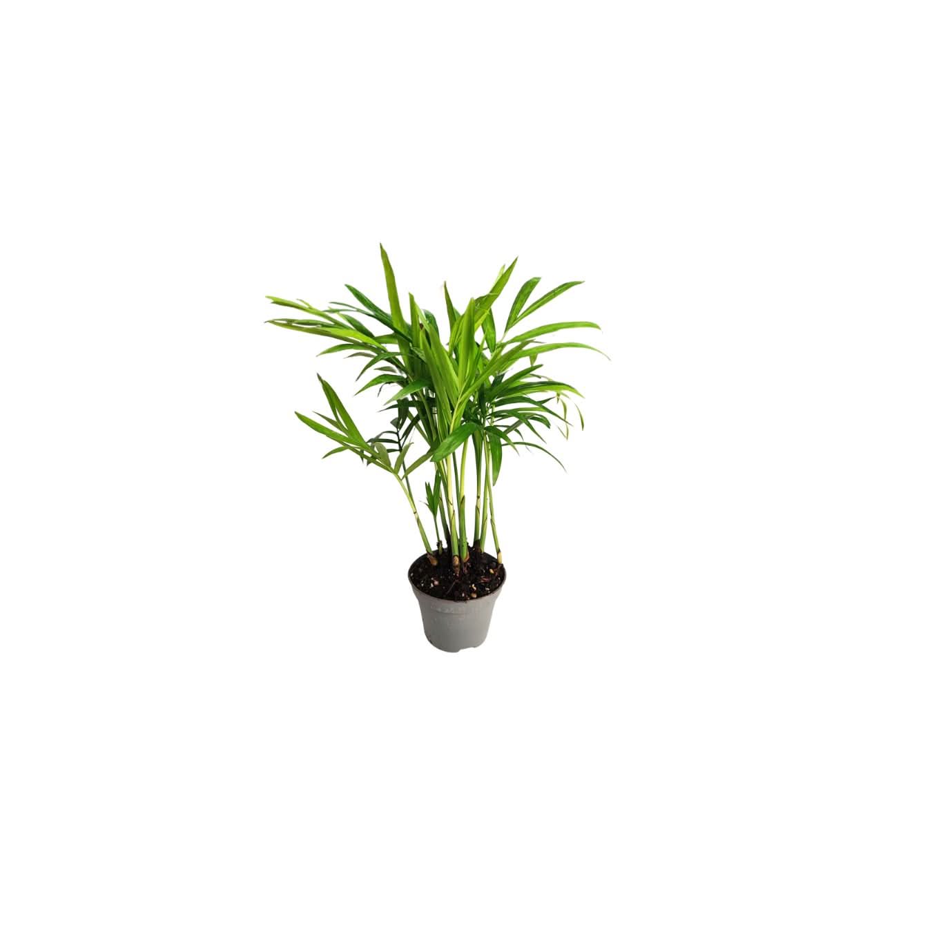 KIT 4 PIANTE PER  TERRARIUM EASY1