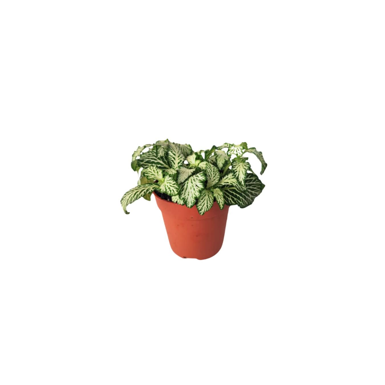 KIT 4 PIANTE PER  TERRARIUM EASY1