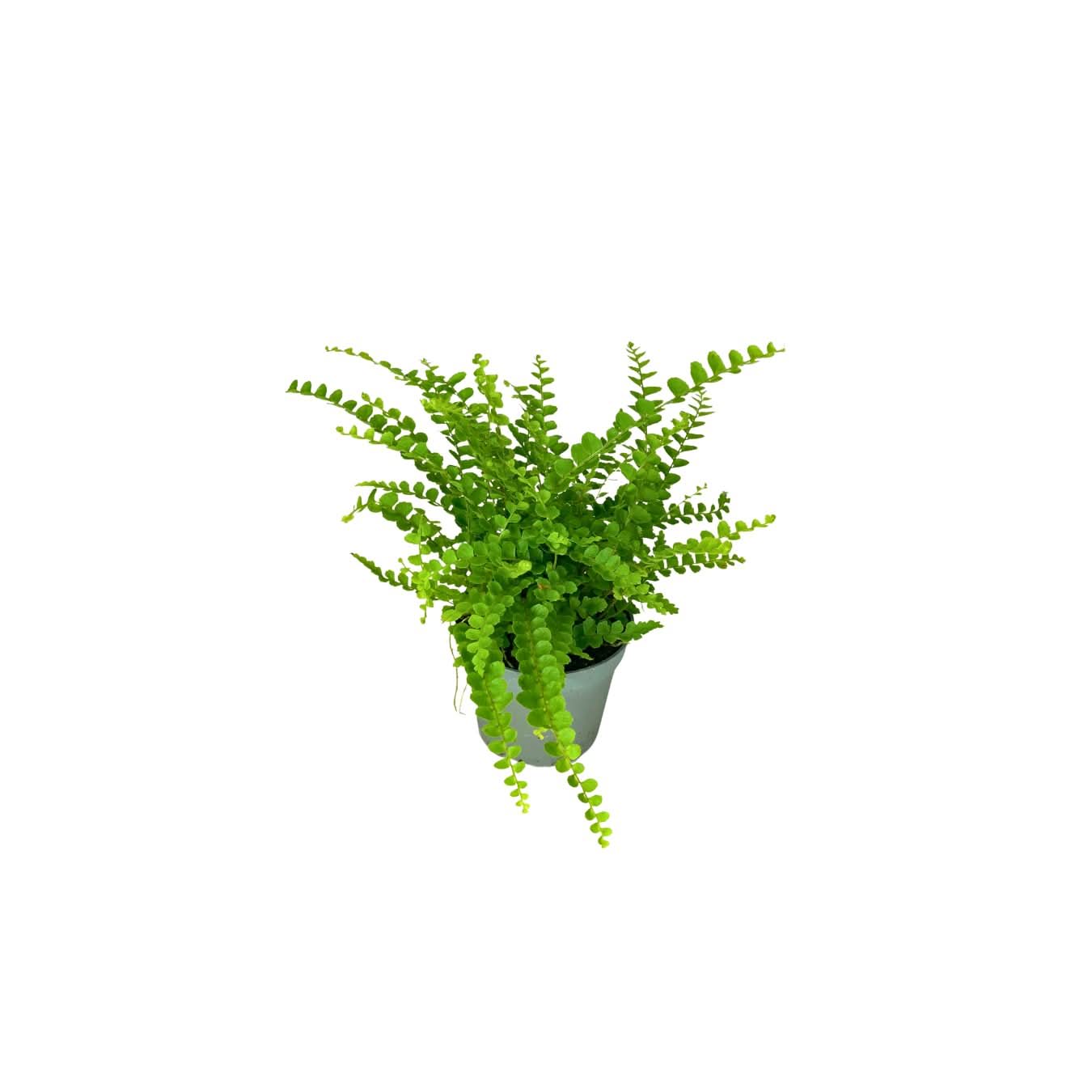 KIT 4 PIANTE PER  TERRARIUM EASY1