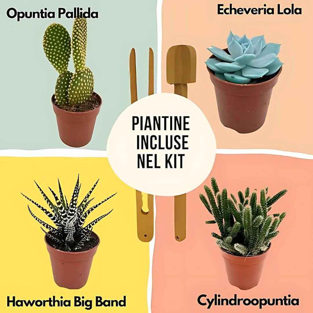 Kit terrarium fai da te con piante grasse completo