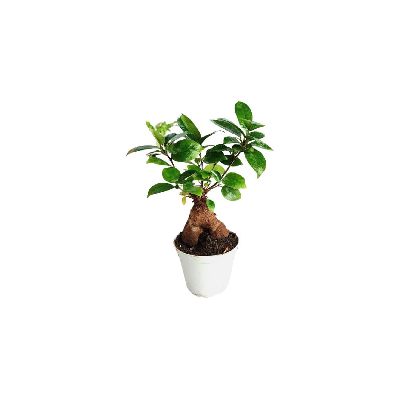 Set di 8 Piante Verdi Tropicali per Terrarium