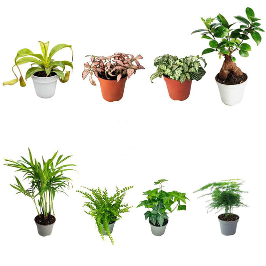 Set di 8 Piante Verdi Tropicali per Terrarium