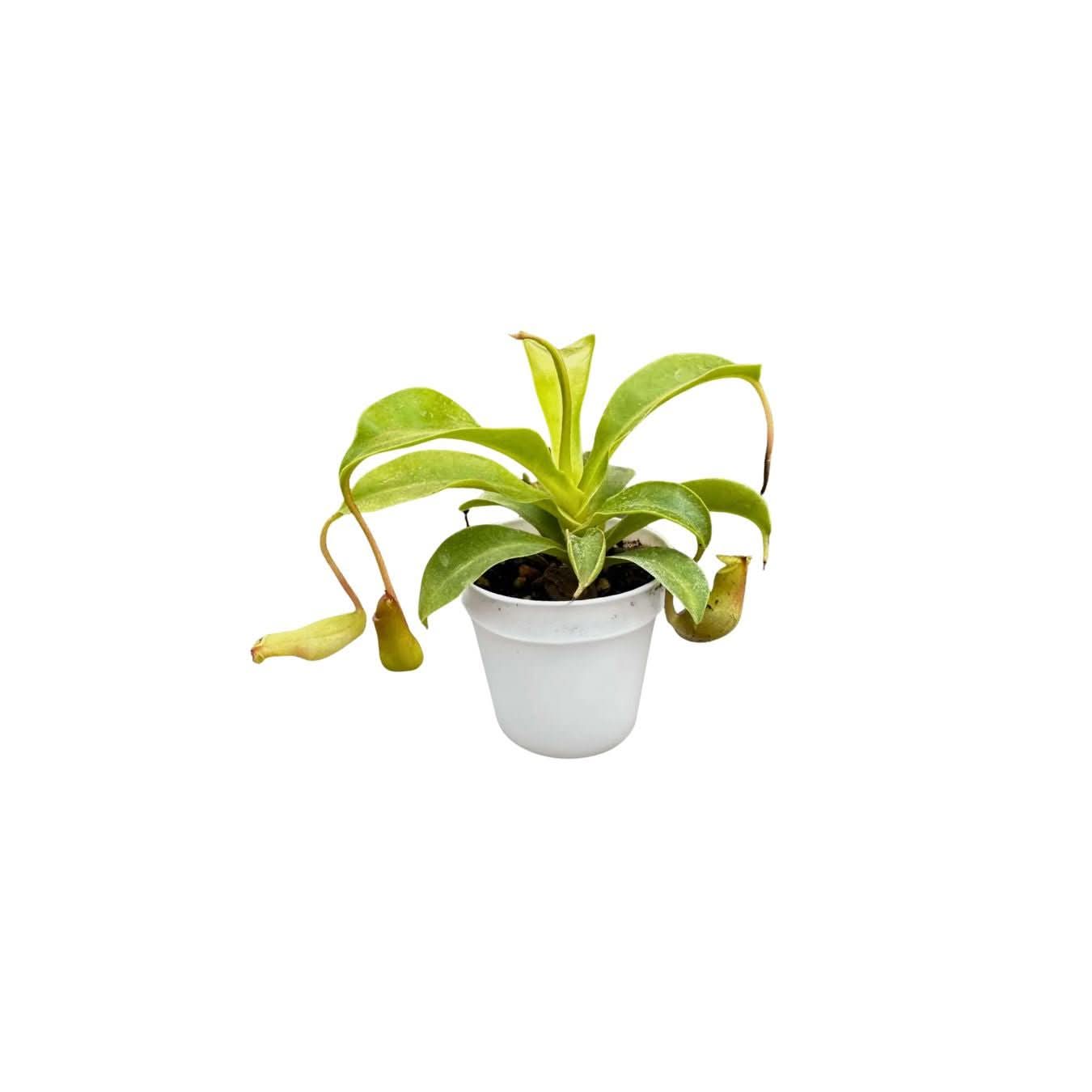 Set di 8 Piante Verdi Tropicali per Terrarium