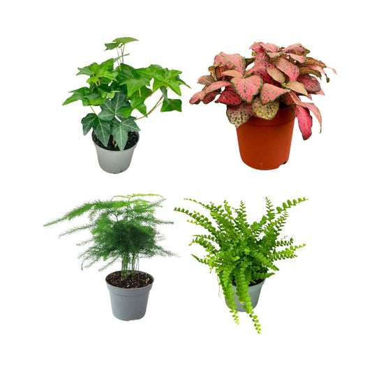 Set piante mix per terrarium
