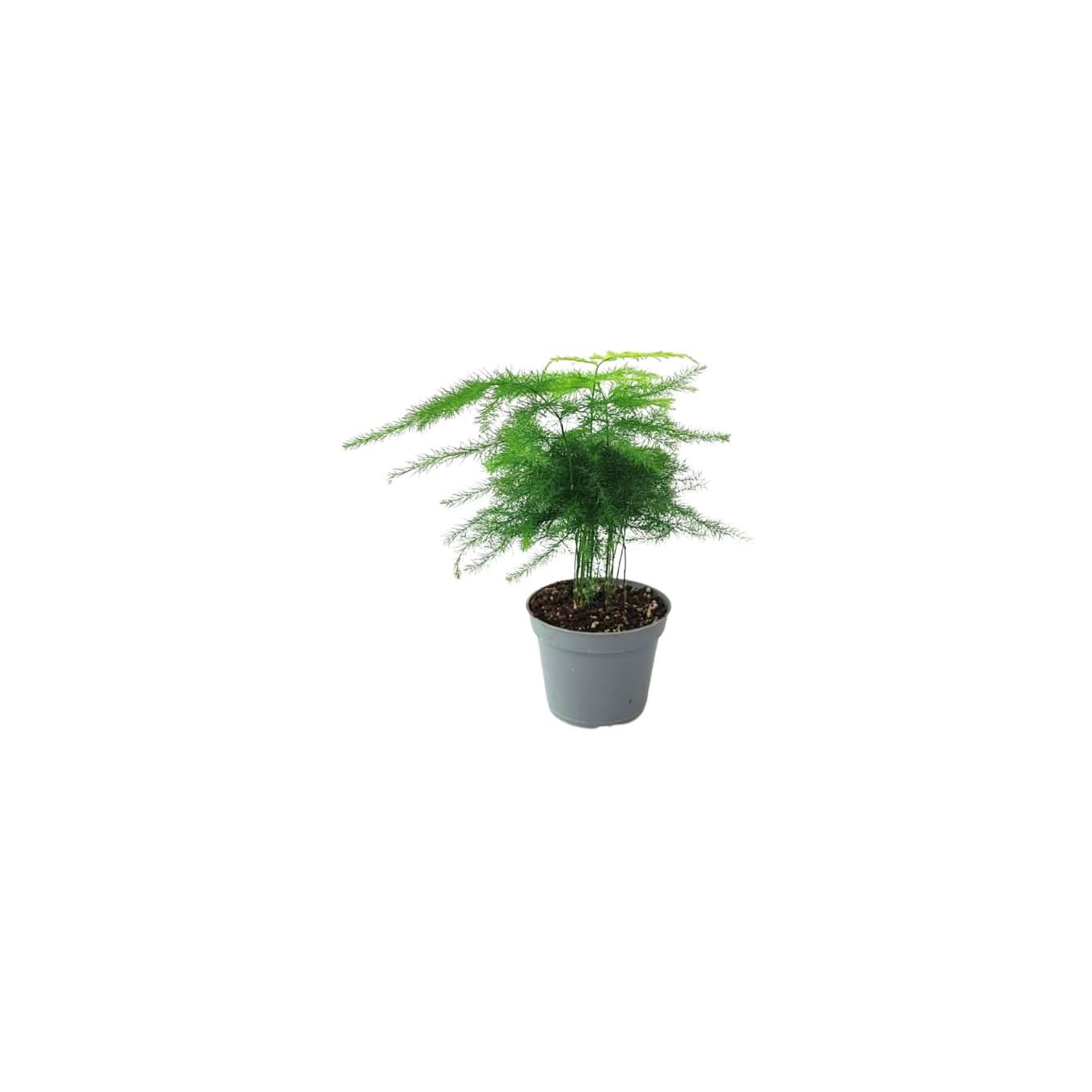 Set piante mix per terrarium