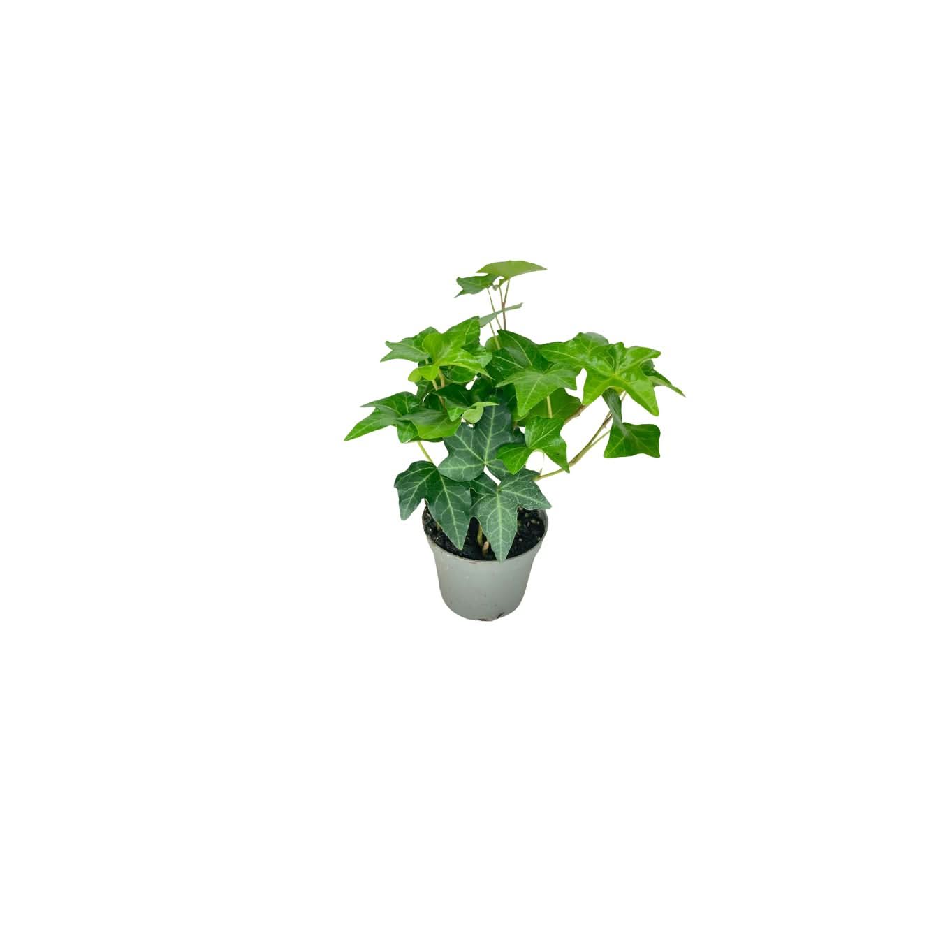Set piante mix per terrarium