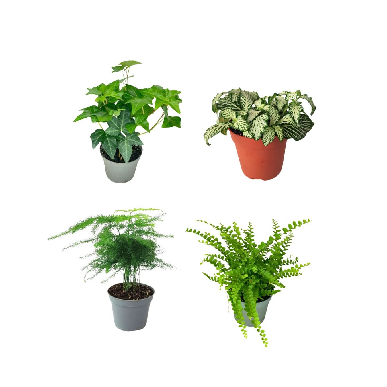 Set piante mix per terrarium