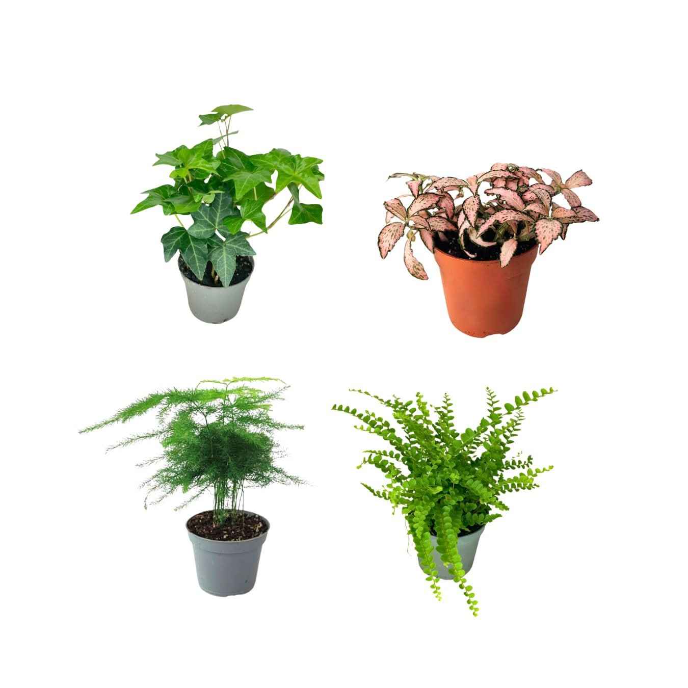 Set piante mix per terrarium
