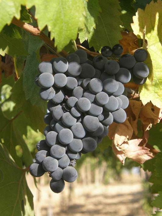 Vite Montepulciano - Senza vaso - Uva da vino Nera - Apice Piante